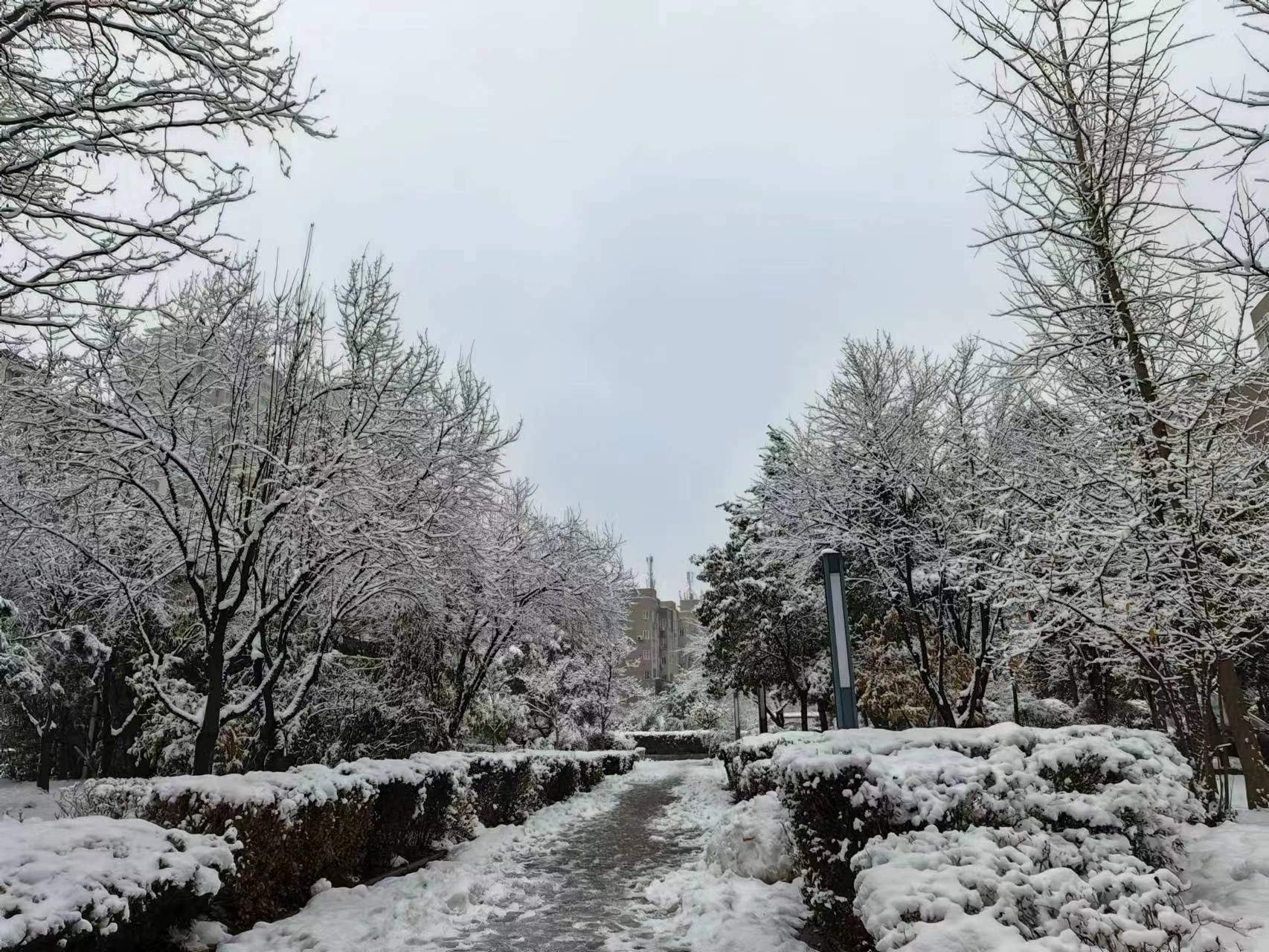 瑞雪送来无灾年