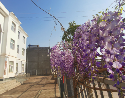 庭前花正开此心安是家