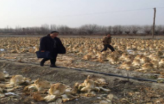 白菜被淹诉法院 法官现场化纠纷