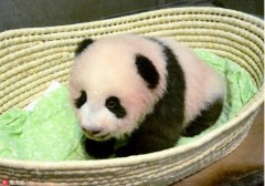 上野动物园熊猫宝宝迎来百天纪念日 名字近期公布
