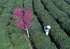  陕西紫阳县：“半亩茶园”的茶产业升级之路