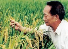 出人意料！袁隆平的超级稻第五期攻关失败了